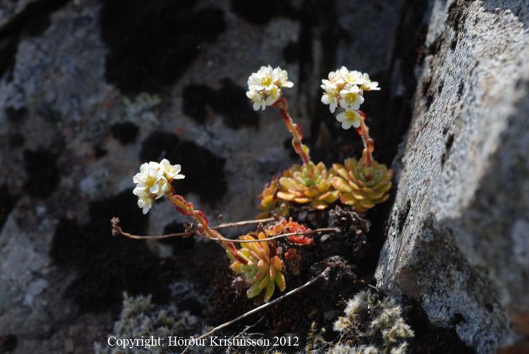 Mynd af Bergsteinbrjóti (Saxifraga paniculata)