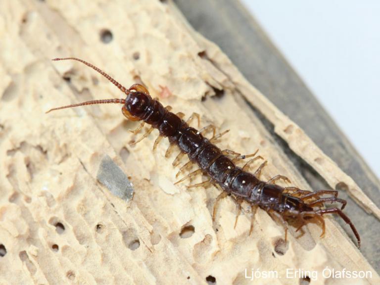 Garðfætla - Lithobius forficatus