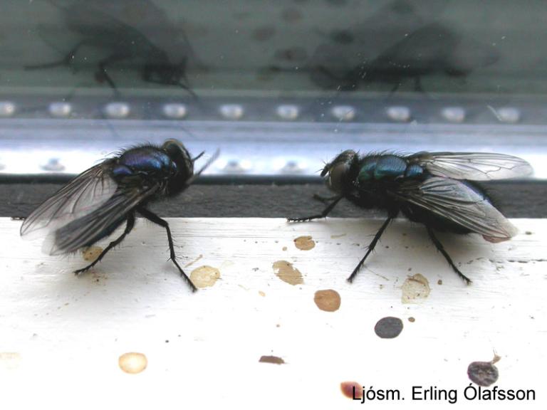 Kirkjubokka - Phrotophormia terraenovae