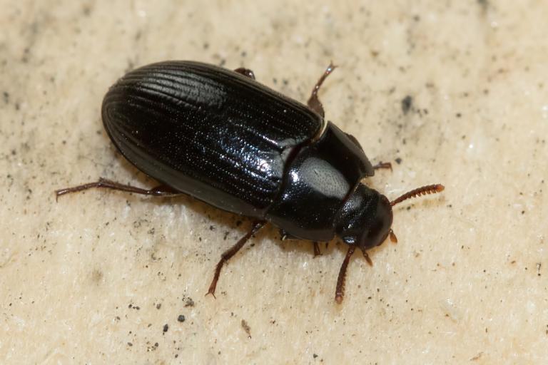 Dritbjalla – Alphitobius diaperinus