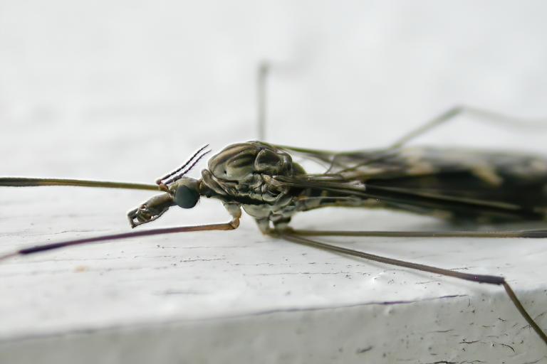 Folafluga – Tipula rufina