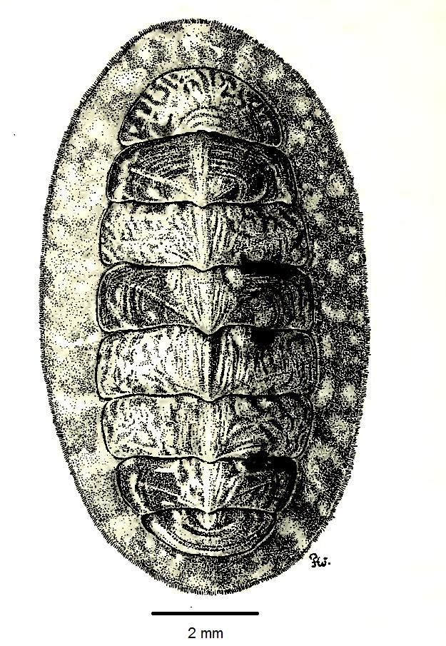 Boreochiton ruber (Boreochiton ruber) | Náttúrufræðistofnun