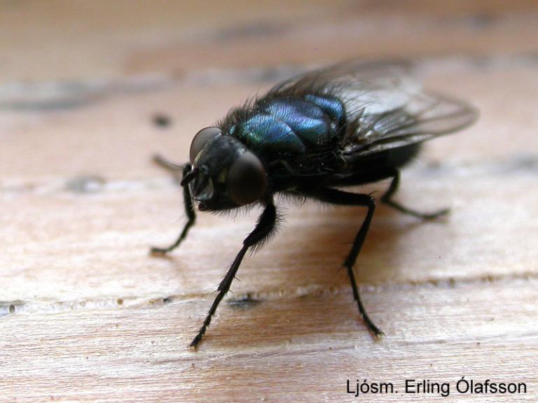 Kirkjubokka - Protophormia terraenovae
