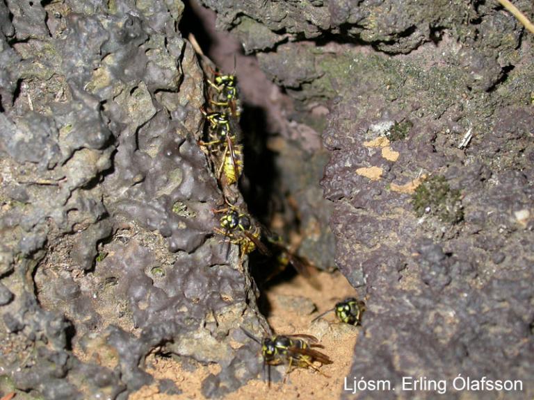 Holugeitungur - Vespula vulgaris