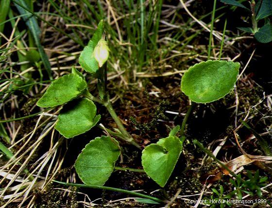 Mynd af Skógfjólu (Viola riviniana)