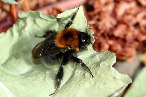 Rauðhumla (Bombus hypnorum)