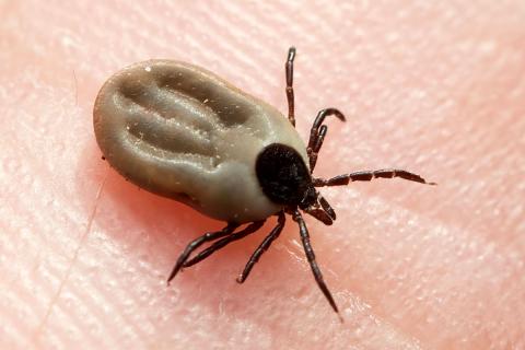 Skógarmítill (Ixodes ricinus)