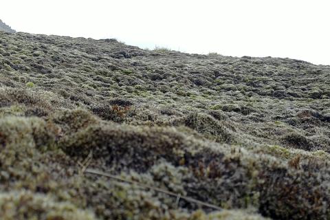 Ágeng mosategund, hæruburst (Campylopus introflexus) dreifir sér fjótt á jarðhitasvæðum (mynd tekin í Grænadal) 