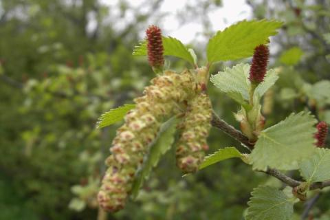 Birki