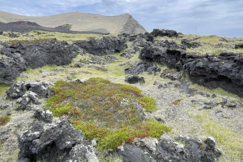 Stærstu krækilyngsplönturnar í Surtsey eru nú 2–3 m að þvermáli