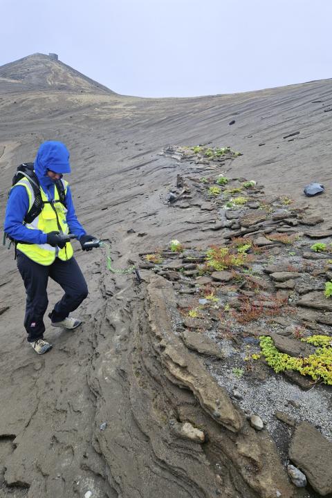 Við sumar jarðhitasprungurnar skapar heit gufan hagstæð skilyrði fyrir ýmsar plöntutegundir sem annars eiga ekki auðvelt uppdráttar í móberginu. María Helga Guðmundsdóttir jarðfræðingur mælir jarðhita.