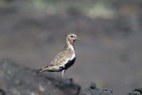 Heiðlóupar hélt til við veðurstöðina og sýndi varpatferli. Hér fylgist annar fuglinn árvökull með leiðangursfólki.