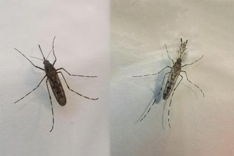 Moskítóflugan Culiseta annulata, kvenfluga til vinstri og karlfluga til hægri