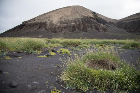 Fylgst er náið með landnámi planta á Surtsey