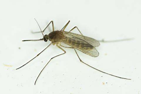 Moskítófluga af ættkvíslinni Culex sem fannst í hesthúsi á Suðurlandi í nóvember 2025