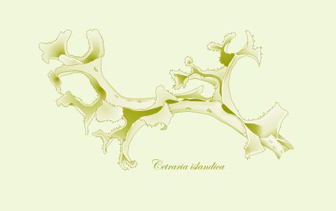 Fjallagrös (Cetraria islandica). Stílfærð teikning Anette Theresia Meier eftir teikningu Harðar Kristinssonar