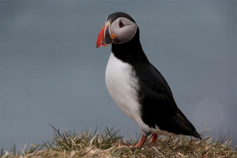 Mynd sem sýnir lunda en hann er flokkaður sem tegund í bráðri hættu (CR) á válista fugla 2025