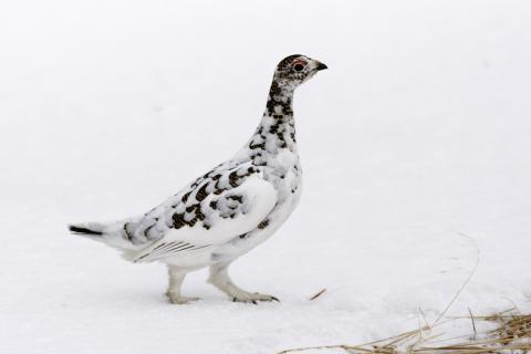 Myndin sýnir kvenfugl rjúpu á Norðausturlandi, sem er við það að forða sér 
