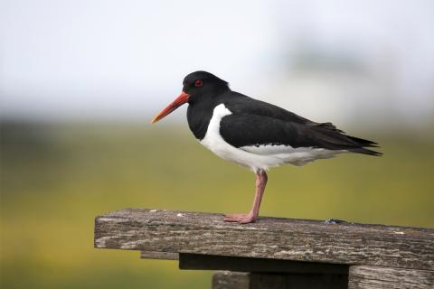 Tjaldur við Gerðasíki í Garði á Reykjanesskaga