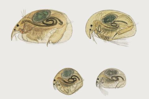 Fjórar tegundir vatnsflóa sem lifa í Mývatni 