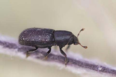 Barkarbjalla (Hylastes cunicularius)