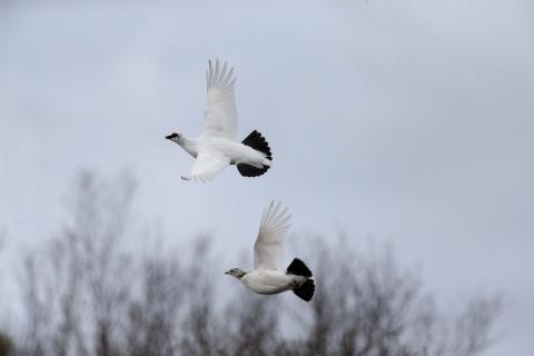 Myndin sýnir rjúpnapar á Norðausturlandi