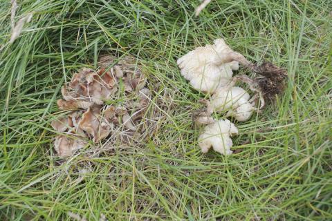 Fagurkolla (Calocybe carnea) óx uppi á grónum hraungarði í máfavarpinu í Surtsey sumarið 2026