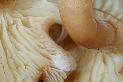 Á fönum fagurkollu (Calocybe carnea) sem fannst í Surtsey sumarið 2026 óx mjallhvítur sníkjusveppur sem myndaði þétta brúska á stöku stað undir hatti aldinanna.