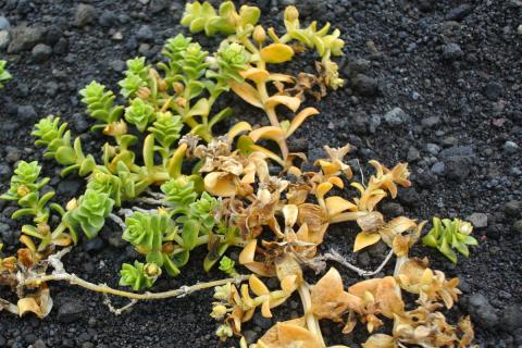 Fjöruarfi (Honckenya peploides subsp. diffusa) á Surtsey sumarið 2026, með skemmdar greinar ásamt veturgömlum stilk.