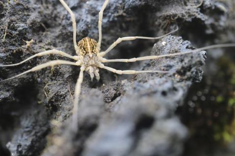 Langleggur (Mitopus morio) fannst víða á Surtsey sumarið 2026