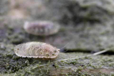 Lonchoptera bifurcata, lirfur undir rekavið á tanganum á Surtsey sumarið 2026