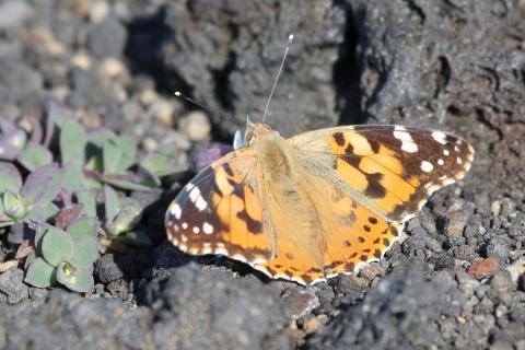 Þistilfiðrildi (Vanesa cardui) nærist á holurt (Silene uniflora) á Surtsey sumarið 2026
