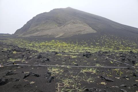 Gróðurframvinda á sandorpnum hraunum Surtseyjar utan máfavarpsins er mun hægari en innan þess. Þar er land enn lítt gróið. 