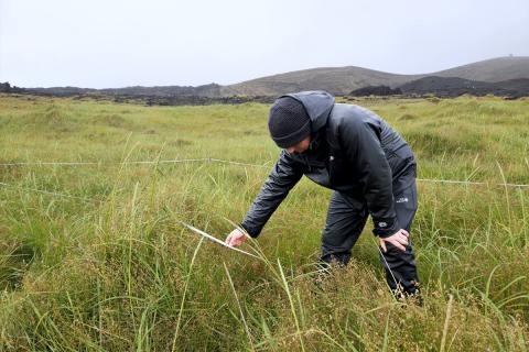Pawel Wasowicz, grasafræðingur, vinnur að gróðurmælingum á föstum vöktunarreitum í melgresisbreiðu í máfavarpinu. Reitirnir voru fyrst mældir árið 1990 og eru elstir gróðurreitanna. Þar er nú uppskerumikið en tegundarýrt graslendi. 