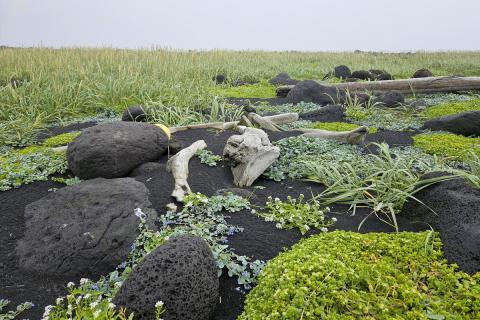 Fjörugróður á tangaflötinni á Surtsey. Fjöruarfi, blálilja, fjörukál og melgresi eru einkennistegundir tangans en ætihvönnin fannst þar ekki í sumar. 