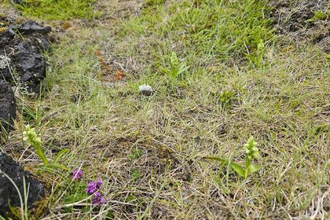Óvenju margar plöntur friggjargrass (Platanthera hyperborea) fundust á Surtsey sumarið 2026, alls 16 plöntur. 