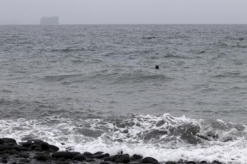 Bæði landselir og útselir sjást oft við tangann á Surtsey þar sem þeir lóna rétt utan við brimölduna. Geirfuglasker er í baksýn. 