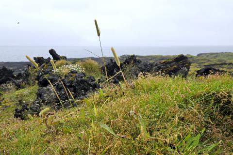 Vallarfoxgras (Phleum pratense) í hrauninu í grennd við veðurstöðina á Surtsey sumarið 2026