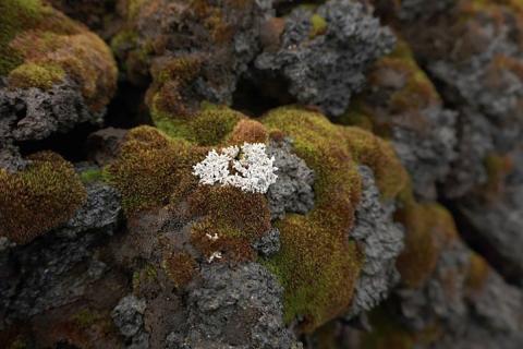 Búldubreyskja (Stereocaulon vanoyei) vex á apalhraunum Surtseyjar á fáum stöðum