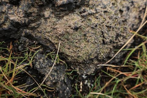 Drýladyrgja (Rinodina gennarii) er tiltölulega algeng tegund við sjávarsíðuna á Íslandi. Í Surtsey fannst hún fyrst árið 2002.