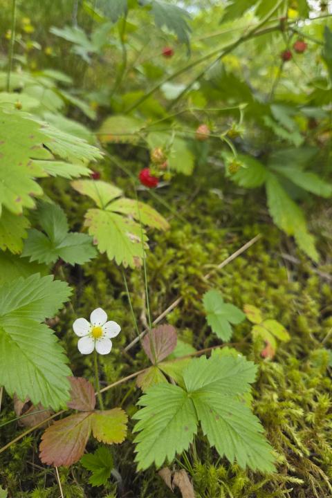 Villt jarðarber (Fragaria vesca) í Borgarfirði