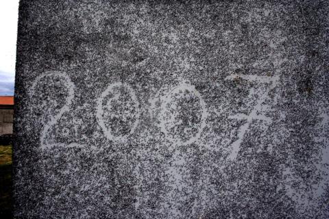 Mynd sem sýnir mýflugur á vegg. Ártalið 2007 er skrifað á vegginn.