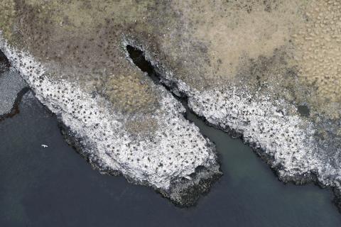 Toppskarfsbyggð í Melrakkaey í Grundarfirði (186 hreiður) myndað 19. maí 2020