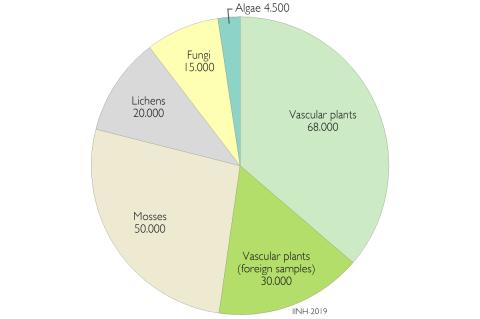 4.1.2_graf_plontuogsveppasafn_en.jpg Proportional number of plant and fungi collections specimens