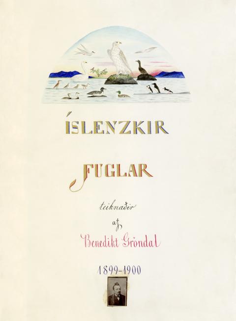 Íslenskir fuglar eftir Benedikt Gröndal