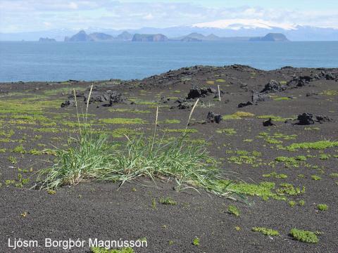 Landnám gróðurs í Surtsey Landnám gróðurs í Surtsey