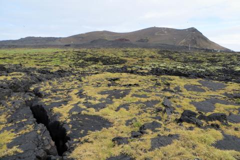 Sjávarfitjungur ríkir á hraunklöppum næst bjargbrún en ofar tekur við fjöbreyttari gróður í máfavarpinu og móbergshæðir að baki