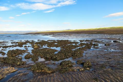 boluthangsklungur_eyrarbakki.jpg Bóluþangsklungur
