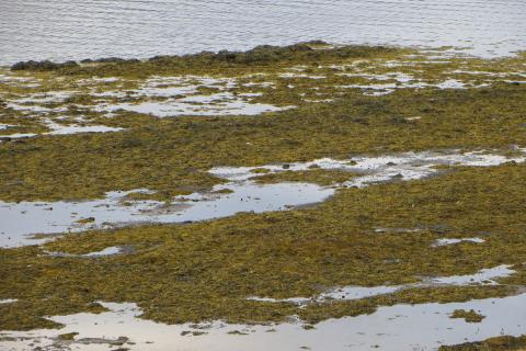 boluthangsklungur_kollafjordur.jpg Bóluþangsklungur