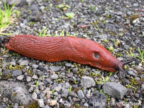 Vargsnigill - Arion lusitanicus